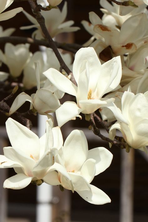 Sweet Magnolia, White Magnolia, Magnolia Trees, Wallpaper Nature Flowers, Flower Therapy, Magnolia Flower, White Butterfly, Flower Bouquet Wedding, Flower Wallpaper