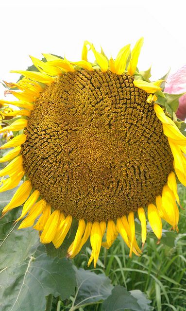 I have a thing for sunflowers... Big Sunflower, Sunflowers And Daisies, Sunflower Garden, A Thing Of Beauty, Backyard Paradise, Hood Ornaments, Happy Flowers, Flower Field, Raised Garden Beds