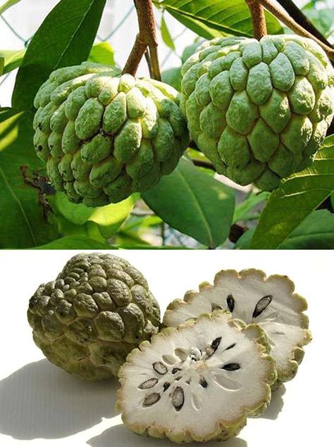 Wierd Unusual Fruits | Tecreativ  Cherimoya or Custard Apple. My favorite fruit. Unusual Fruits, Weird Fruit, Apple Custard, Custard Apple, Strange Fruit, Exotic Food, Apple Fruit, Jamaican Recipes, Fruit Garden