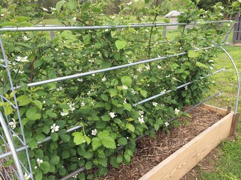 Blackberries in raised beds, trellised with conduit and hog panels Bush Garden Ideas, Blackberry Trellis, Planting Raised Garden Beds, Blackberry Plants, Growing Blackberries, Blackberry Bush, Bush Garden, Berry Garden, Berry Bushes