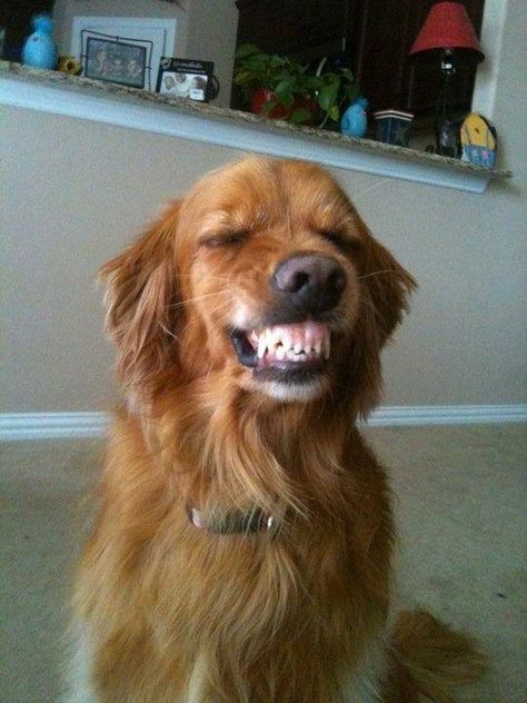 Is this #golden retriever smiling or protecting someone or just showing off his beautiful teeth?! She Cheated, Hotdog Dog, Smile Meme, Pictures With Captions, Smiling Dog, Dog Meme, Funny Pictures With Captions, Snoop Dog, Animals Dogs