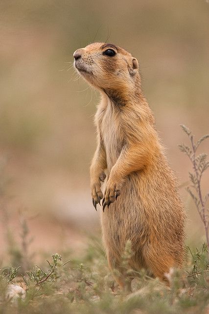 U=Utah Prairie Dog Desert Quilt, Colorado Wildlife, Prairie Dogs, Tier Tattoo, Canadian Prairies, Kingdom Animalia, Prairie Dog, Chainsaw Carving, Baby Squirrel