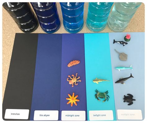 Levels Of The Ocean, Ocean Zones Activities, Sunlight Zone Ocean Animals, Ocean Zones In A Jar, Ocean Animal Project, Depths Of The Ocean, Ocean Zones Craft, Ocean Layers Project, Ocean Zones Preschool