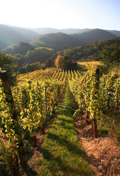 House With Vineyard, South Of France Vineyards, Burgundy France Vineyards, Vineyard Astethic, French Vineyard Aesthetic, California Vineyard Aesthetic, Wine Vineyard Aesthetic, Medieval Vineyard, Vineyards Aesthetic