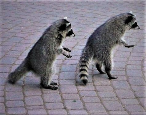 Racoons doing Tai Chi. Raccoon Quotes, Pet Raccoon, Raccoon Dog, Cute Raccoon, Raccoon Funny, Trash Panda, Silly Animals, Racoon, Sweet Animals