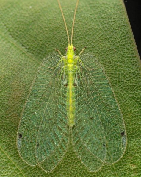 Speckled forest lacewing. Photo: Lawrence Hylton. Lacewings, Dragon Cookies, Bug Collection, Insect Collection, Cool Bugs, Beautiful Bugs, Creepy Crawlies, Arthropods, Fantasy Monster