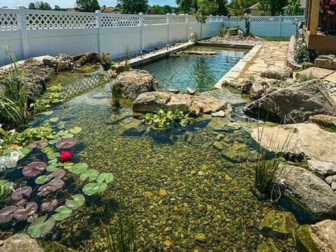 Poolside Landscape Ideas, Homemade Pools, Lake Landscaping, Swimming Ponds, Swimming Pool Pond, Natural Swimming Ponds, Swimming Pond, Pond Fountains, Natural Pond