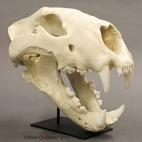 American Lion Skull Pig Skull, Lion Skull, Skull Animal, Bear Skull, Skull Reference, Animal Skeletons, Fossil Bones, Animal Skull, Vulture Culture