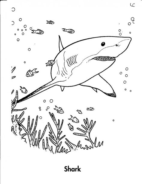 Tiger Shark Coloring Pages Shark Outline Drawing, Shark Drawing Color, Shark Colouring, Shark Tale Coloring Pages, Great White Shark Drawing, Shark Images, Shark Drawing, Monster Truck Coloring Pages, Sharks For Kids