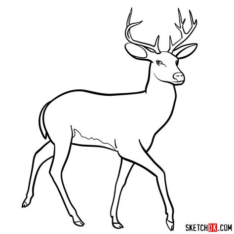 How to draw a deer Deer Pencil Sketch, Draw A Polar Bear, Draw A Deer, Deer Outline, Wild Animals Drawing, Deer Sketch, Paw Drawing, Basic Sketching, Easy Drawing Guides