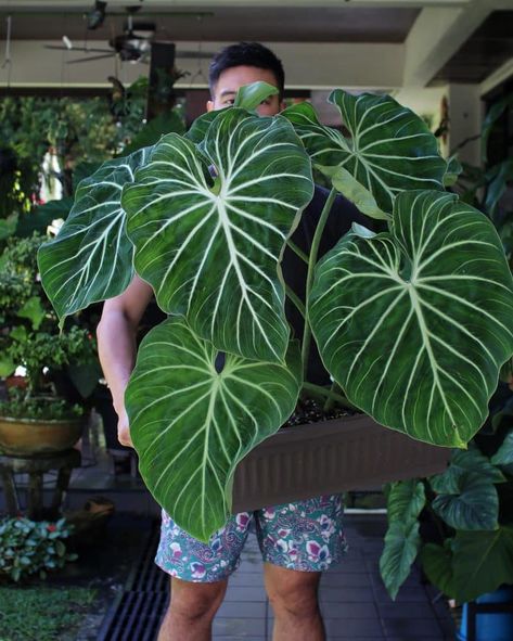 Rare Philodendron Types, Philodendron Gloriosum Dark Form, Philodendron Gloriosum Care, Philodendron Garden, Philodendron Types, Philodendron Glorious, Philodendron Care, Philodendron Gloriosum, Plant Types