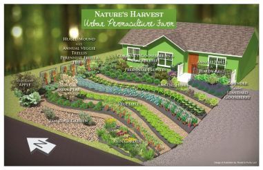 Converting Lawns to Gardens: Nature's Harvest Permaculture Urban Farm on The Druid's Garden at https://druidgarden.wordpress.com/2015/04/24/converting-lawns-to-gardens-natures-harvest-permaculture-urban-farm/ Front Yard Prairie Landscaping, Front Yard Homestead, Permaculture Front Yard, Front Yard Permaculture, Front Yard Vegetable Garden Design, Front Yard Garden Vegetable, Front Yard Farm, Front Yard Vegetable Garden Ideas, Suburban Permaculture