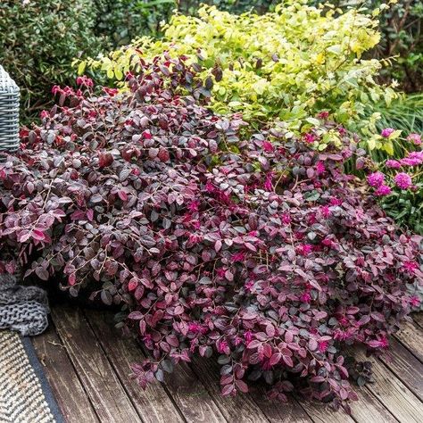 Purple Daydream Loropetalum, Lorapetulam Bush, Loropetalum Hedge, Loropetalum Landscape Ideas, Loropetalum Chinense, Michigan Backyard, Yard Water Fountains, Burgundy Foliage, Japanese Plants