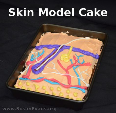 How to Make a Skin Model Cake - http://susanevans.org/blog/skin-model-cake/ Skin Layer Project Ideas, Teaching Esthetics, Skin Model Project, Integumentary System Project, The Integumentary System, Body Systems Project, Model Cake, Integumentary System, Human Body Unit