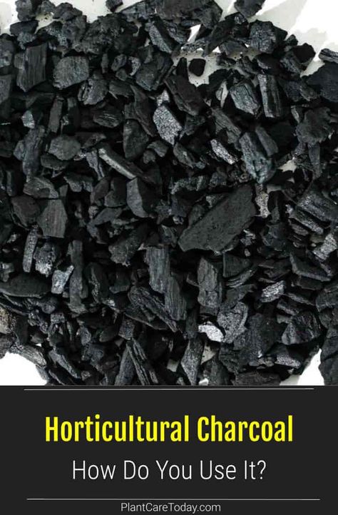 Horticultural charcoal is used as a mild soil amendment. Use it to help drain excess moisture from potted plants, terrariums, and other containers. [DETAILS] Mold In Plant Soil, Horticultural Charcoal, How To Fix Bad Soil, Houseplant Soil Mixture, Charcoal Benefits, How To Amend Clay Soil, Homestead Garden Layout, Garden Soil Mix, How To Amend Garden Soil