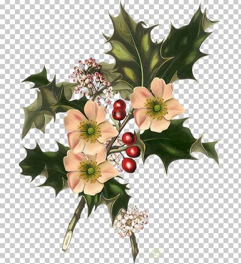 Winter Flowers Tattoo, Holly Tattoo Ideas, Holly Birth Flower Tattoo, Holly And Narcissus, American Holly, Holly Tattoo Design, Winter Flowers Illustration, Holly Flower Drawing, Holly Painting