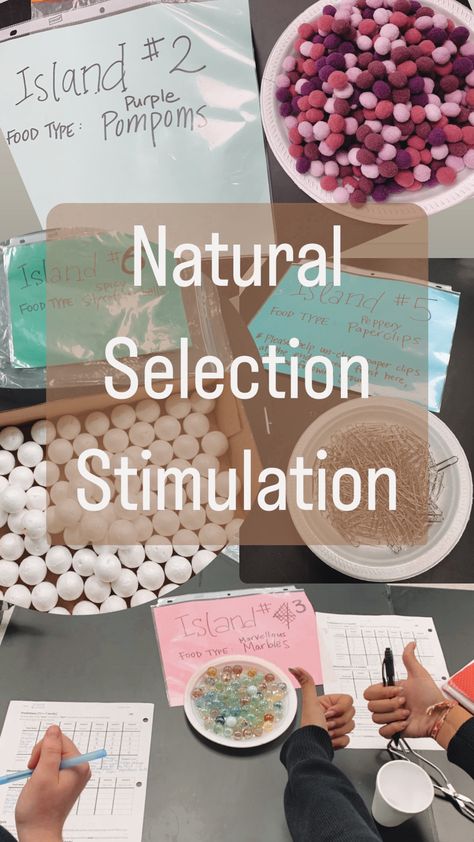 Natural Selection Activity, Ecology Activities, Biology Activities High School, High School Biology Classroom, Evolution Activities, Biology Activities, Spring Stem, Middle School Chemistry, Biology Experiments