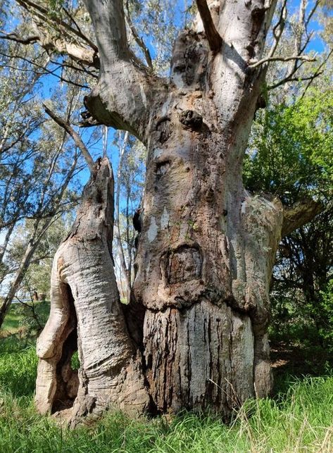 Jasper Jones, Eucalyptus Camaldulensis, Big Trees, Eucalyptus Tree, Old Trees, Big Tree, Gum, Trees, Australia