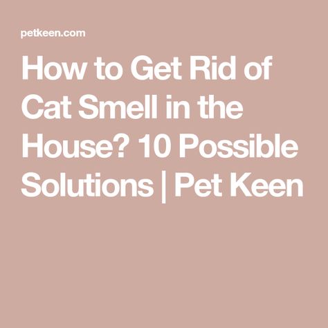 How to Get Rid of Cat Smell in the House? 10 Possible Solutions | Pet Keen Get Rid Of Cat Urine Smell, Get Rid Of Pet Smell In House, Odor Eliminator House, Cat Odor Eliminator, Pet Urine Smell, Cat Urine Remover, Cat Urine Smells, Urine Odor, Urine Smells