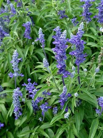 Gardening Blue Salvia, House Gardening, August Flowers, Daylily Garden, October Flowers, July Flowers, September Flowers, Sage Plant, Dark Blue Flowers