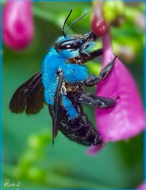 Blue Carpenter Bee, Macro Fotografia, Regard Animal, Cool Insects, Carpenter Bee, I Love Bees, Bees And Wasps, Cool Bugs, Beautiful Bugs