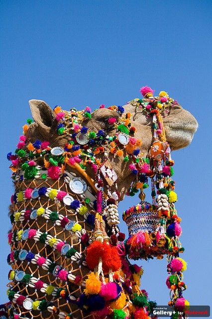 Desert Festival, Jaisalmer, We Are The World, Rajasthan India, People Of The World, World Cultures, Beautiful Skirts, Giraffes, Over The Rainbow