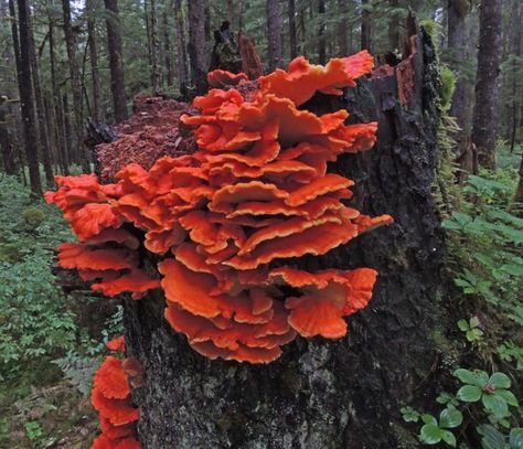 Shelf mushroom (via gis) I want a oversized cowl this exact shape and colour! Mushroom Shelves, Shelf Mushrooms, Mushroom Dress, Fae Aesthetic, Moss Tree, Mushroom Aesthetic, Thrown Ceramics, Mural Bedroom, Chicken Of The Woods