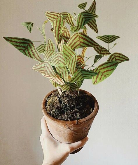 Buying rare plants – greengrow Plant Goals, Butterfly Plants, Unusual Plants, Plant Aesthetic, Buy Plants, Unique Plants, House Plants Indoor, Pretty Plants, Large Plants