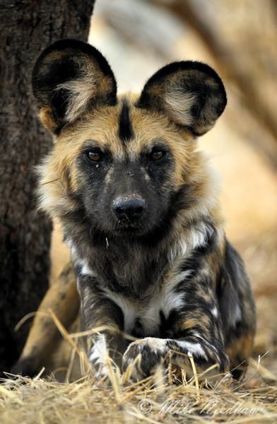 African Wild Dog Therian, African Painted Dog, African Hunting Dog, African Hunting, Painted Dogs, Painted Dog, Unique Facts, Wild Dog, African Wild Dog