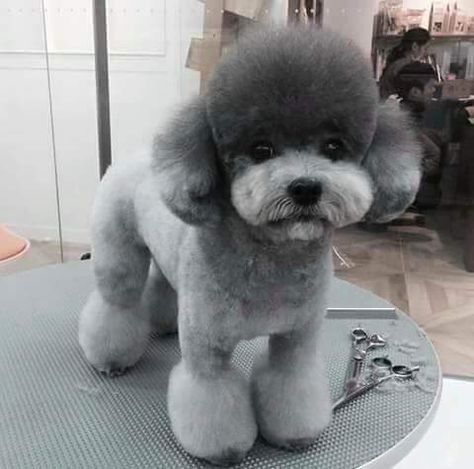 Pekapoo Haircuts, Teddy Bear Poodle Haircut, Poodle Haircut Styles Teddy Bears, Mini Poodle Haircut Styles, Maltipoo Haircut Styles, Toy Poodle Haircut Styles, Toy Poodle Haircut Teddy Bears, Poodle Puppy Cut, Toy Poodle Haircut