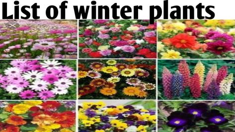 All the details and list of winter plants you cam grow. Winter Season Flowers, Flowering Plants In India, About Winter Season, Alyssum Flowers, Indian Garden, Winter Plants, Annual Flowers, Dog Flower, Winter Flowers