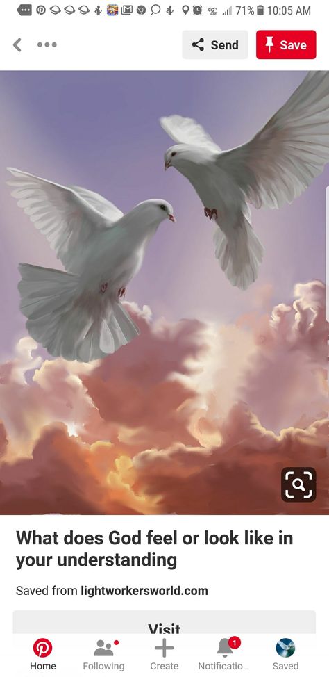 Dove Images, Holy Spirit Dove, Dove Pictures, Dove Bird, White Dove, White Doves, Foto Art, White Bird, Bird Pictures