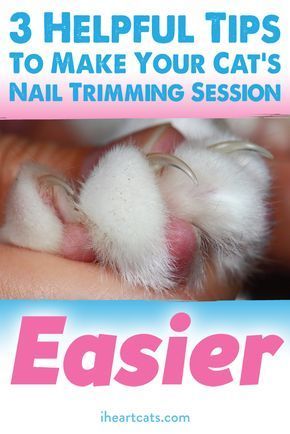 Unique Pets, Trim Cat Nails, Nail Trimming, Cat Hacks, Cat Care Tips, Kitten Care, Cat Parenting, Cat Nails, Light Side