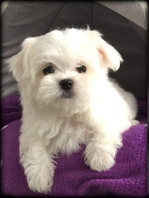 Maltese Puppy, Lhasa, Cute Dogs And Puppies, Bichon Frise, White Dogs, Rescue Dogs, Baby Dogs, Four Legged