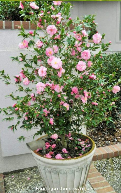 Potted Camellia Plants, Camellia Shrub, Camelia Tree, Camellia Tree, Camellia Plant, Indoor Flowering Plants, Large Flower Pots, Balcony Plants, Camellia Flower