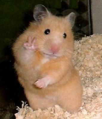 Crazy Animal Pictures, Funny Animal Photos Hilarious Faces, Hewan Aesthetic, Hamsters Aesthetic, Rat Pfp, Hamster Meme, Wonder Pets, Ugly Animals, Instagram Profile Pic