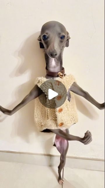 Greyhounds Funny, Funny Messages, Italian Greyhound, Greyhound, Dog Life, Cute Dogs, Dog Lovers, Funny, Dogs