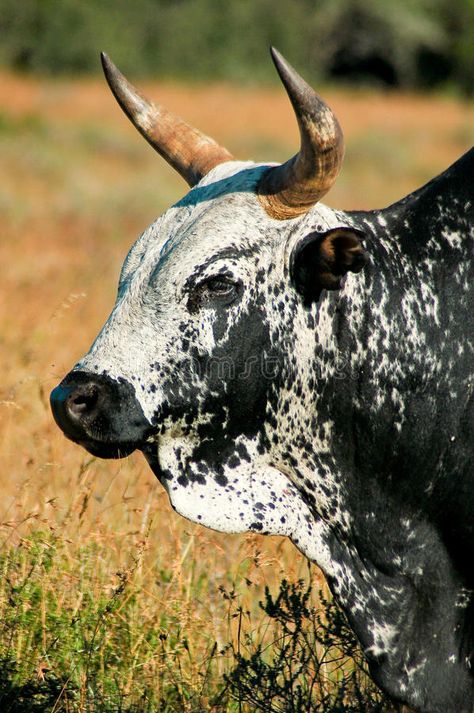 Nguni bull. Close up of black and white spotted Nguni bull with yellow grass in , #sponsored, #black, #white, #spotted, #Nguni, #bull #ad Bull Reference, Simmental Cattle, Bull Photo, Nguni Cows, Nguni Cattle, Pbr Bull Riding, Bull Pictures, Cow Photography, Bison Art