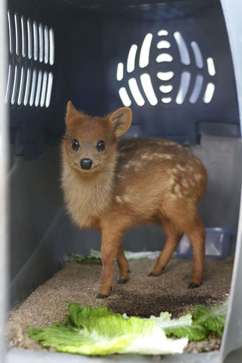 World's smallest deer, the pudú. Small Deer, Interesting Animals, Pet Hacks, Baby Deer, Cute Creatures, Cute Little Animals, 귀여운 동물, Cuteness Overload, Animals Friends