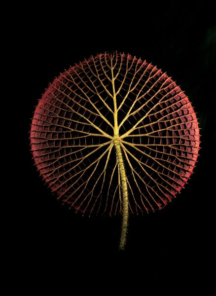 Petal Pusher | Audubon Magazine Victoria Amazonica, Geometry In Nature, Petal Pushers, Natural Structures, Airbrush Art, Foto Art, Illustration Inspiration, Natural Forms, Water Lily