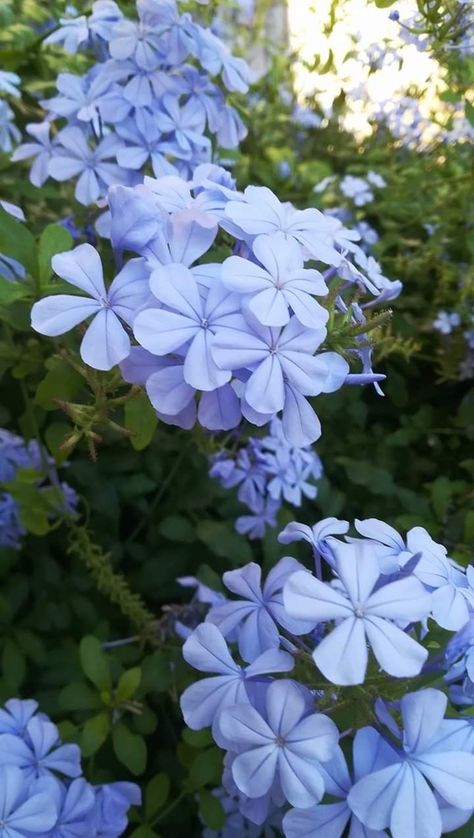 Blue Periwinkle Flower, Periwinkle Flowers Aesthetic, Perrywinkle Flower, Rayavadee Wedding, Periwinkle Flower, Blue Jasmine, Periwinkle Flowers, Blue Bell Flowers, نباتات منزلية