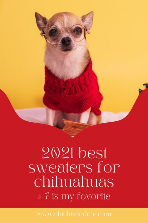 Does your Chihuahua need a sweater? Find out and see the best for 2021 #designerdogclothes, #dogsweaters, #sweatersforchihuahuas, #2021falldogsweaters, #chihuahuacare, #chihuahuapuppies, #seniorchihuahua, #chihuahuadogs, #chihuahuamix, #chihuahuafacts, #chihuahuaarticles, #chihuahuahelp, #chiwawa, #chihuahuawebsite, #chi, #chihuahuastory, #littledogs, #tinydogs, #minidogs Chihuahua Sweater, Best Small Dogs, Chilly Dogs, Best Sweaters, Puppy Tips, Knitted Leg Warmers, Puppies Tips, Chihuahua Mom, Dog Sweater Pattern