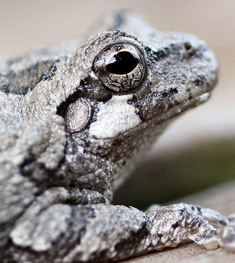 Gray Tree Frog Grey Tree Frog, Frog Photos, Gray Tree Frog, Frog Terrarium, Drawing Refrences, Outdoors Indoors, Land Animals, Gray Tree, Animal Reference