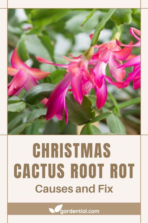 What are the causes of root rot in a Christmas cactus? Types Of Christmas Cactus, Care For Christmas Cactus, Christmas Cactus Flower, Christmas Cactus Propagation, Christmas Cactus Care, Cactus Leaves, Christmas Cactus Plant, Easter Cactus, Thanksgiving Cactus