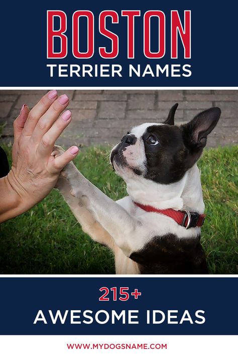 Getting a Boston Terrier? Our guide to Boston Terrier names will help you pick the perfect name for your new pup!  Friendly, funny and always up for anything, the Boston Terrier is a good-natured dog with legions of fans.  If you're getting a dog of this breed, we have the ultimate list of Boston Terrier names. Check out 215+ ideas that are perfect for this pint-sized pup.    #bostonterrier #dogs #puppies #dognames Boston Terrier Tattoo, Brindle Boston Terrier, Boston Terrier Names, Boston Terrier Art, Getting A Dog, Must Love Dogs, Boston Terrier Funny, Havanese Dogs, Boston Terrier Puppy