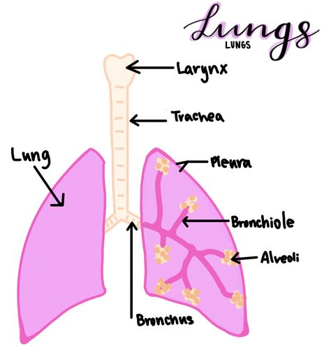 Lung Anatomy Aesthetic, Lung Anatomy Notes, Lungs Drawing Aesthetic, Lung Aesthetic, Lungs Notes, Lungs Aesthetic, Lung Project, Respiratory System Projects, Anatomy Lungs