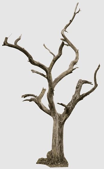 сухое wood, Dead Tree, Tree Trunk, Architectural rendering, wood, Houseplant, Dead, woody Plant, twig, trunk Viking Interior, Trees Without Leaves, Burnt Tree, Scary Tree, Desert Trees, Tree Structure, Crow Books, Dry Tree, Dead Tree