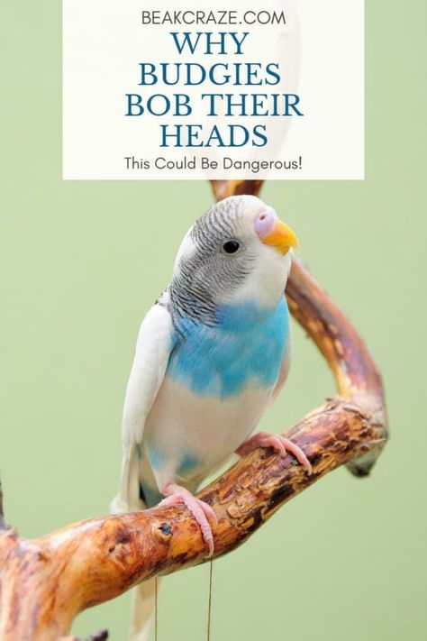 The Truth About Budgies Bobbing Their Heads Budgie Care, Budgie Food, Baby Budgies, Parakeet Care, Budgies Parrot, Birds Pet, Parrot Training, Blue Budgie, Cages For Sale