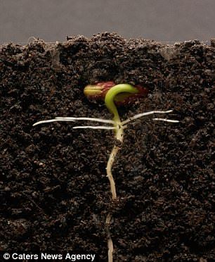 Blooming marvellous: Mesmerising timelapse shows a kidney bean growing into a plant | Daily Mail Online Seeds Growing, Theory Of Everything, Agriculture Photography, Bean Plant, Sleeve Tattoo, Kidney Beans, Growing Seeds, Propagating Plants, Nature Travel