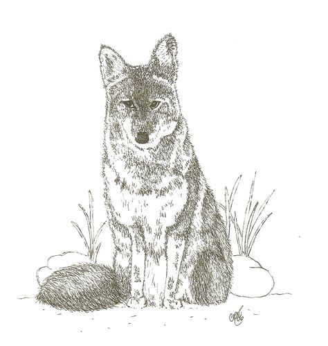 Coyote animal